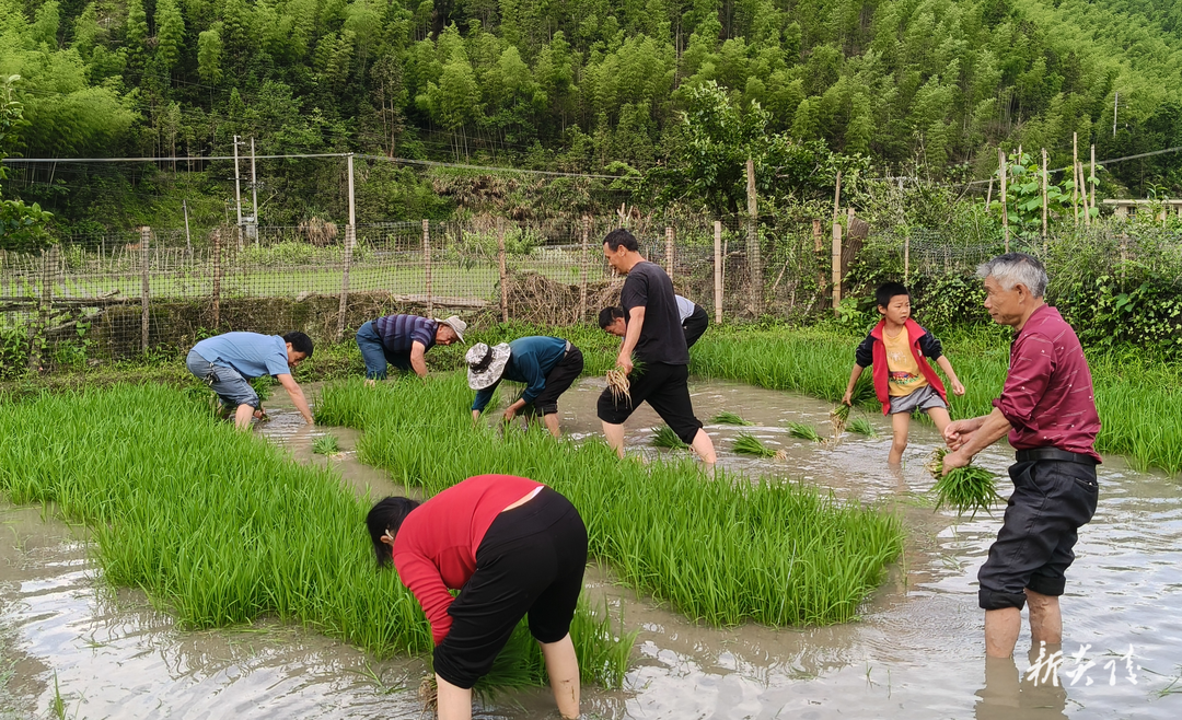 下村乡：插秧时节解民忧 助耕服务暖人心