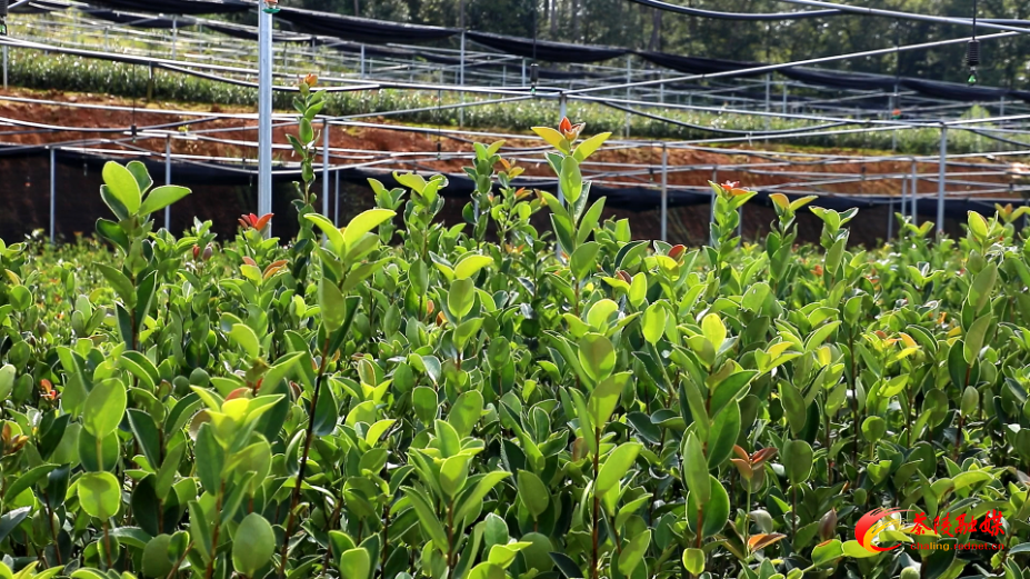 茶陵县新增3家省级林业产业龙头企业