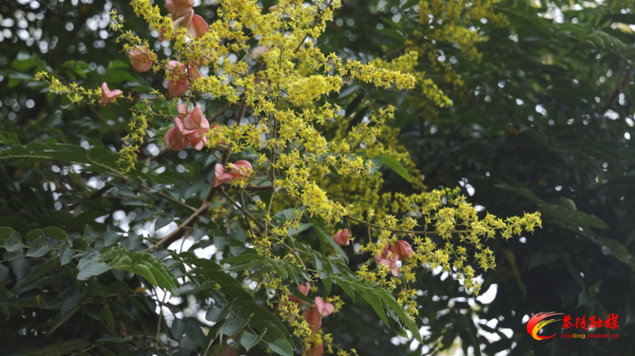 栾树花果满枝 扮靓茶陵初秋