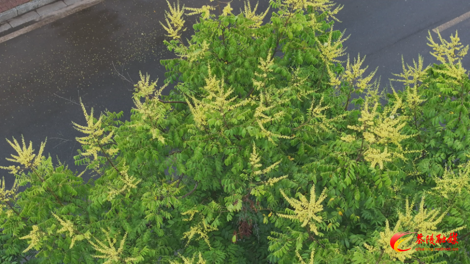 栾树花果满枝 扮靓茶陵初秋