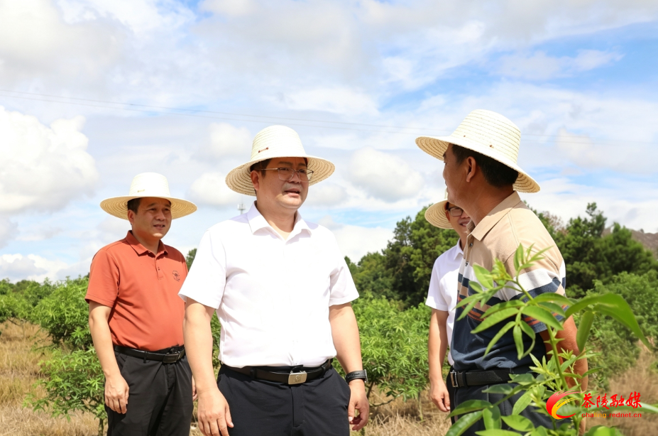 杨红兵到马江镇调研时强调：要做强特色产业 守牢安全底线