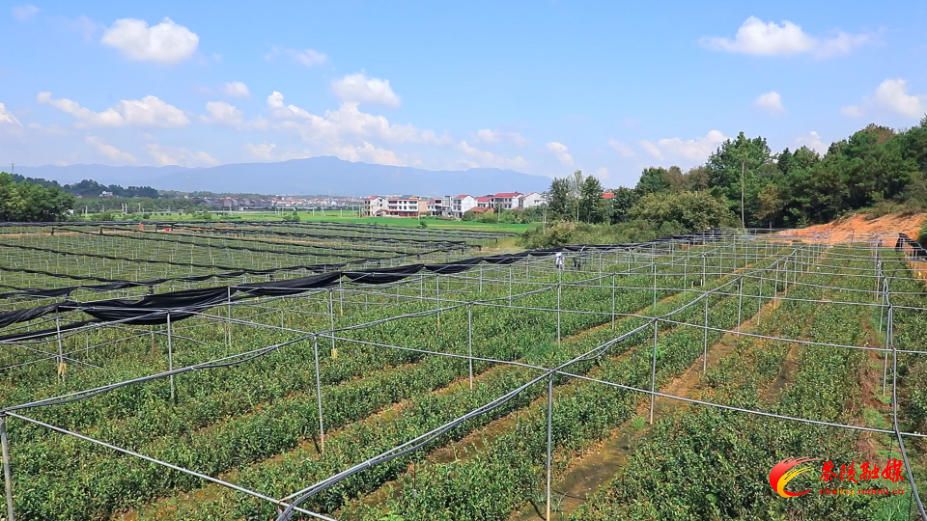 茶陵县新增3家省级林业产业龙头企业
