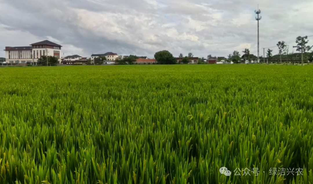 从"一把火"到"一座宝库"：揭秘秸秆的综合利用之路