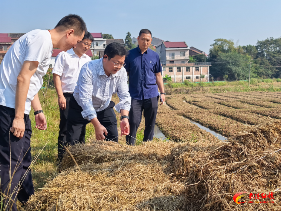 杨红兵督导秸秆禁烧管控和综合利用工作 强调:坚持疏堵并举 抓好资源化利用